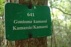 Gonioma kamassi