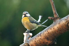 Cyanistes caeruleus