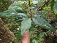 Pyrenacantha scandens