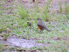 Turdus rufiventris
