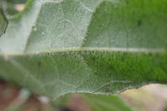 Pyrenacantha scandens