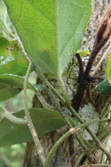 Pyrenacantha scandens