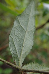 Pyrenacantha scandens