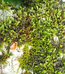 Pterogoniadelphus assimilis
