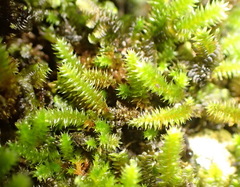 Pterogoniadelphus assimilis
