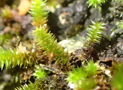 Pterogoniadelphus assimilis