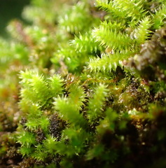 Pterogoniadelphus assimilis