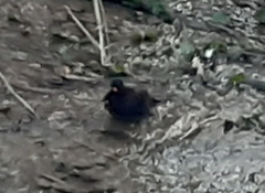 Turdus merula