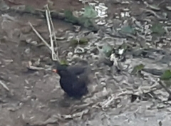 Turdus merula