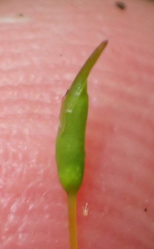 Palamocladium leskeoides observed 2021-02-12