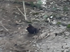 Turdus merula