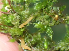 Sematophyllaceae