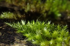 Sematophyllaceae