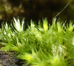 Sematophyllaceae