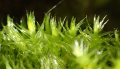 Sematophyllaceae