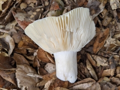 Russula basifurcata