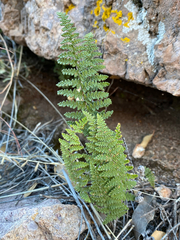 Myriopteris wootonii
