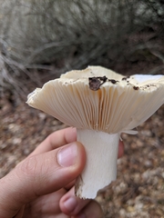 Russula basifurcata