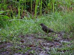Turdus rufiventris