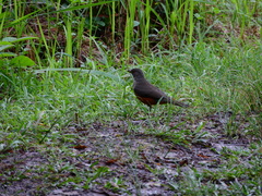 Turdus rufiventris