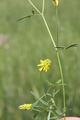 Trigonella spicata