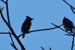 Bombycilla cedrorum