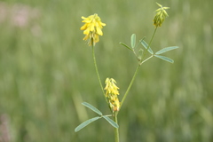 Trigonella spicata