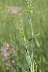 Aegilops