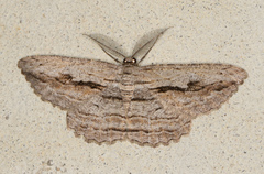 Scioglyptis loxographa