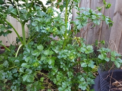 Apium graveolens secalinum