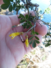 Hippocrepis emerus emerus