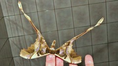 Copiopteryx sonthonnaxi