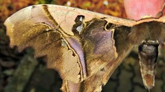 Copiopteryx sonthonnaxi