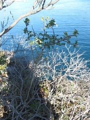 Hippocrepis emerus emerus