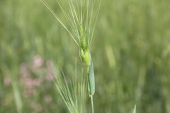 Aegilops