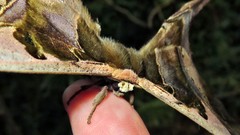 Copiopteryx sonthonnaxi