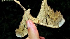 Copiopteryx sonthonnaxi
