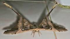 Copiopteryx sonthonnaxi