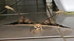 Copiopteryx sonthonnaxi