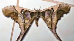 Copiopteryx sonthonnaxi