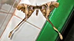 Copiopteryx sonthonnaxi