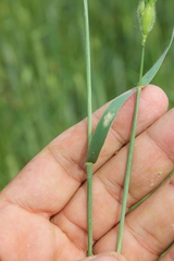 Aegilops