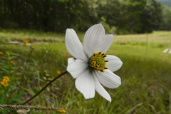Cosmos diversifolius