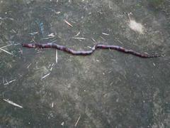 Lampropeltis micropholis