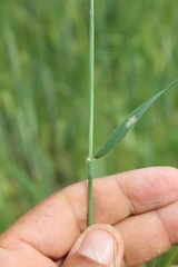 Aegilops