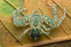 Epicadus dimidiaster