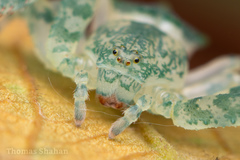 Epicadus dimidiaster