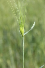 Aegilops