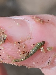 Rhyacophiloidea