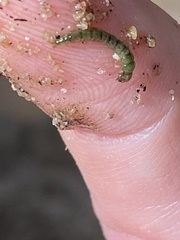 Rhyacophiloidea